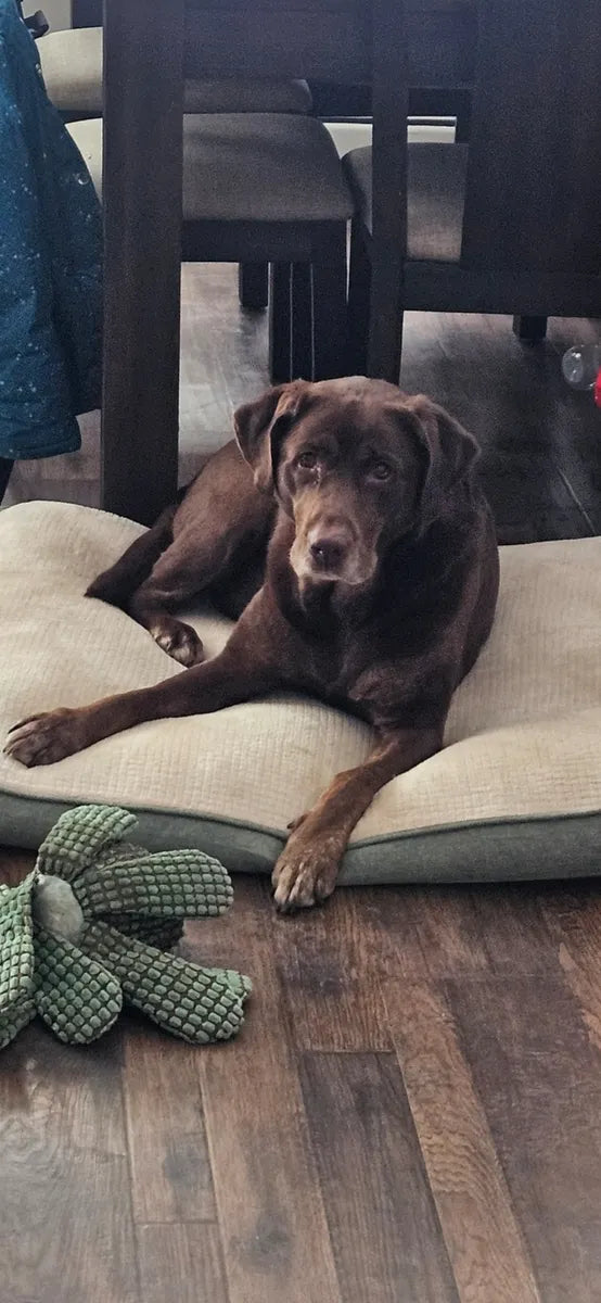 A senior chocolate Labrador resting on his bed at home