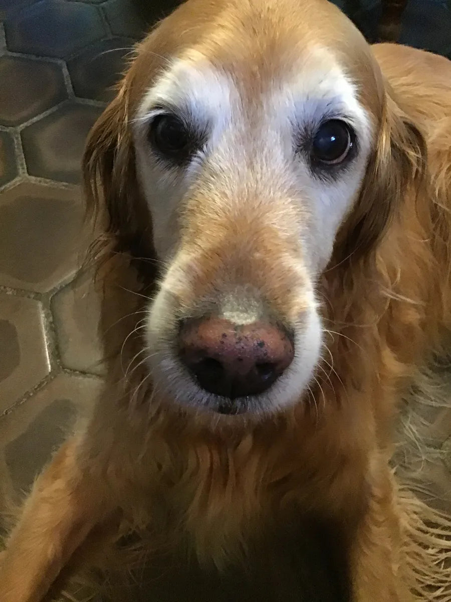 A senior golden retriever awake at night, looking toward the camera
