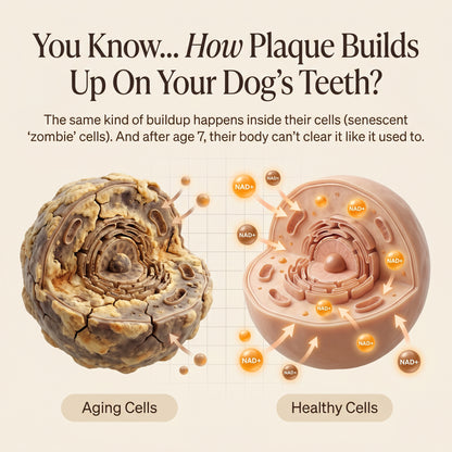 Puppy Harbor Vitality NAD⁺ - Dog Longevity Chew