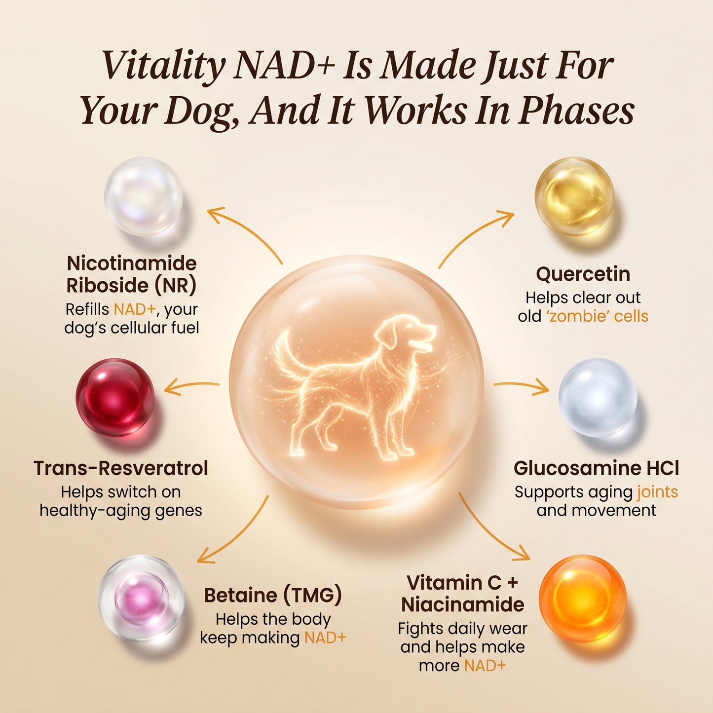 Puppy Harbor Vitality NAD⁺ - Dog Longevity Chew