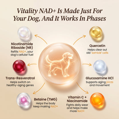 Puppy Harbor Vitality NAD⁺ - Dog Longevity Chew