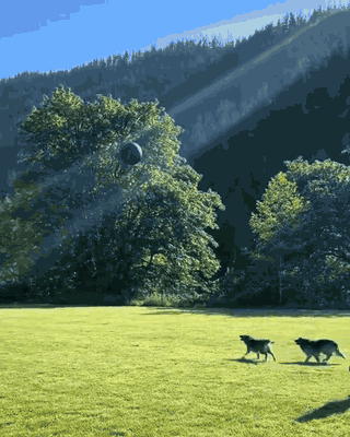 Herding ball listicle media