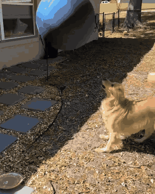Herding ball listicle media