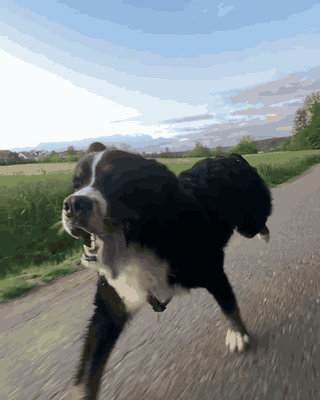 Herding ball listicle media