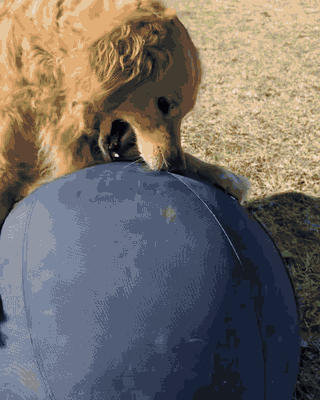 Herding ball listicle media