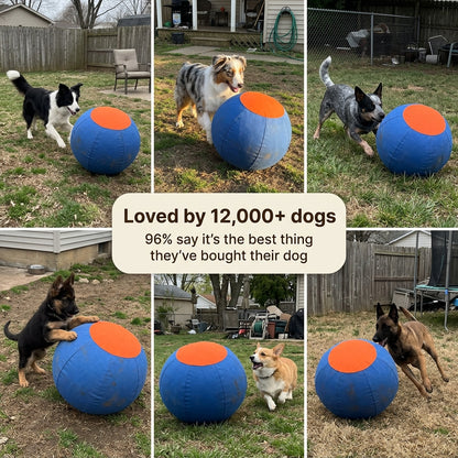 Dogs playing with the herding ball